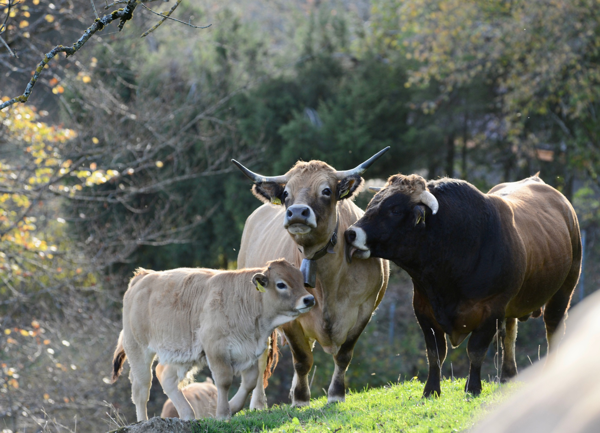 Inicio 5 Pastoral scene featuring three cows gathered in a lush meadow surrounded by trees and bushes