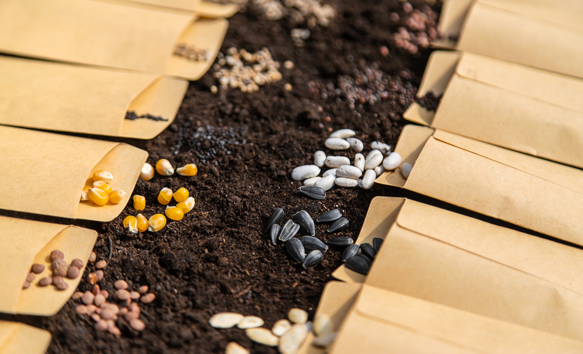 Inicio 2 Sow different seeds in the garden. Selective focus.