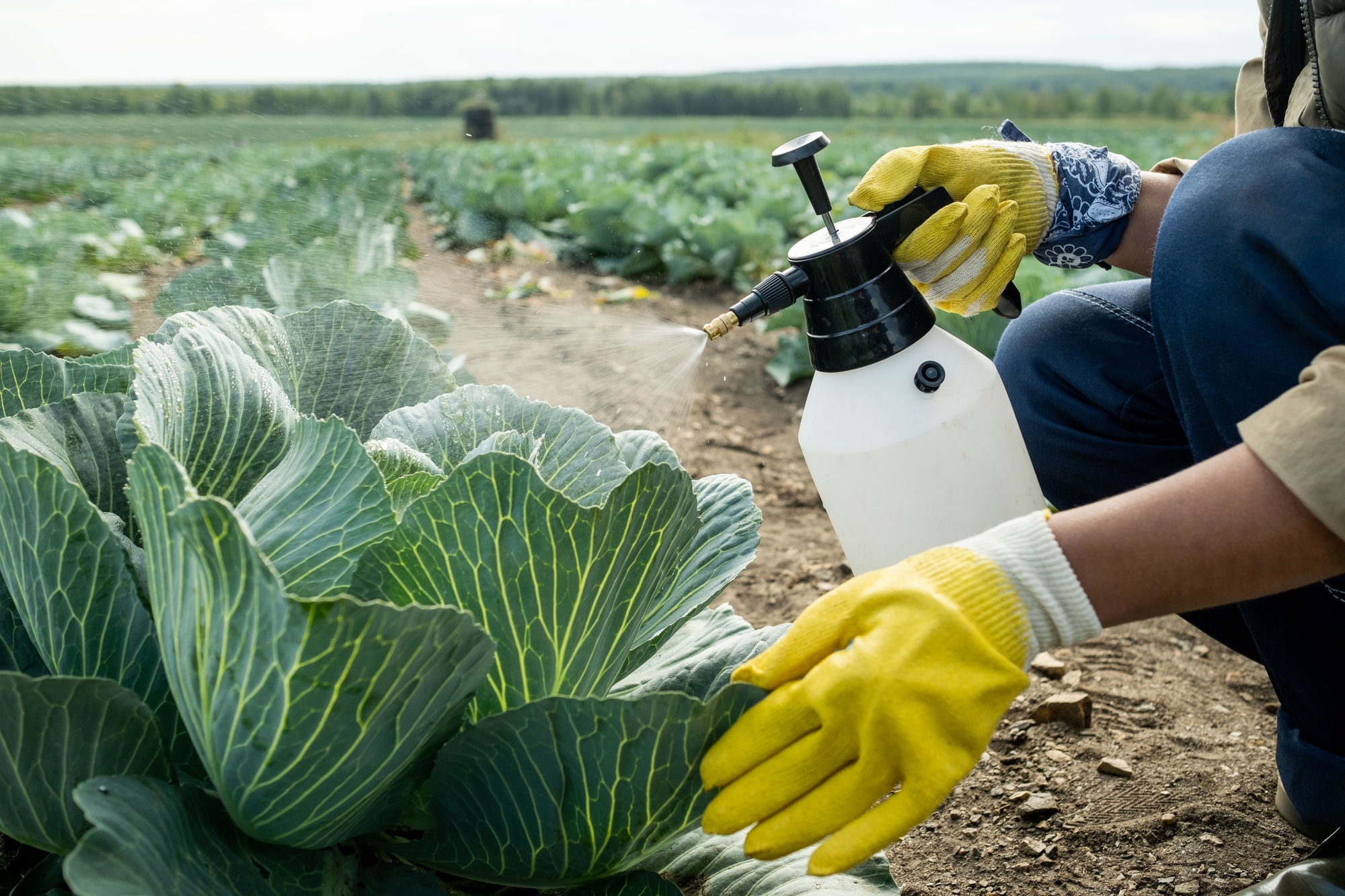 Inicio 4 Spraying Cabbage To Protect From Pests